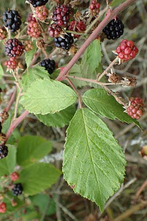 Rubus gracilis \ Haarstngelige Brombeere / Gracile Bramble, D Rheinstetten-Silberstreifen 14.8.2019