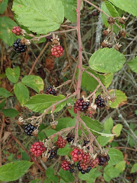 Rubus gracilis \ Haarstngelige Brombeere / Gracile Bramble, D Rheinstetten-Silberstreifen 14.8.2019