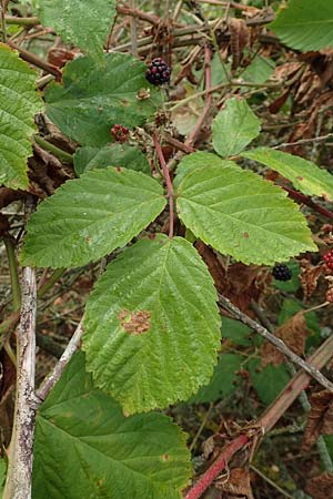 Rubus gracilis / Gracile Bramble, D Rheinstetten-Silberstreifen 14.8.2019