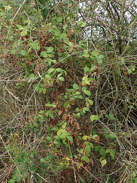 Rubus gracilis / Gracile Bramble, D Rheinstetten-Silberstreifen 14.8.2019