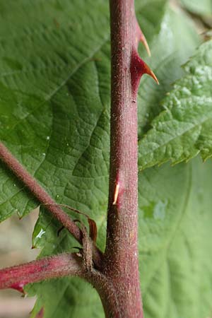 Rubus gracilis \ Haarstngelige Brombeere, D Rheinstetten-Silberstreifen 14.8.2019