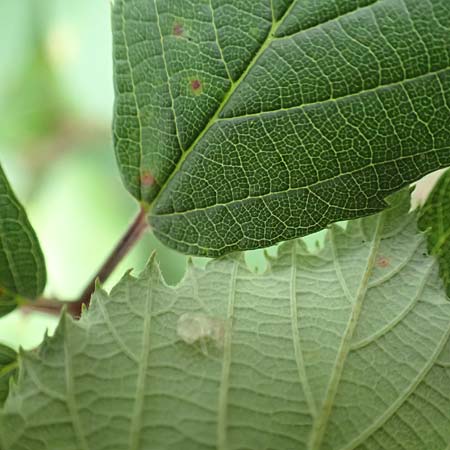 Rubus godronii ? \ Godrons Brombeere / Godron's Bramble, D Rheinstetten-Silberstreifen 14.8.2019