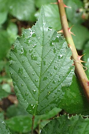 Rubus godronii \ Godrons Brombeere / Godron's Bramble, D Karlsruhe 14.8.2019