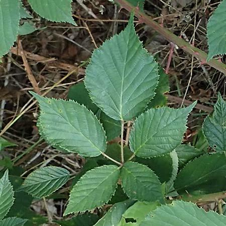 Rubus godronii \ Godrons Brombeere / Godron's Bramble, D Karlsruhe 14.8.2019