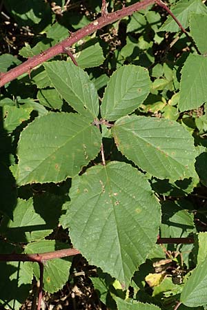 Rubus radula \ Raspel-Brombeere / File-Stemmed Bramble, D Eggenstein-Leopoldshafen 18.8.2019