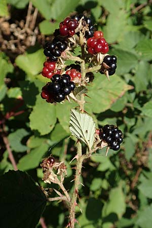 Rubus radula \ Raspel-Brombeere / File-Stemmed Bramble, D Eggenstein-Leopoldshafen 18.8.2019