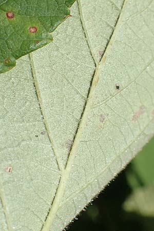 Rubus radula \ Raspel-Brombeere / File-Stemmed Bramble, D Eggenstein-Leopoldshafen 18.8.2019