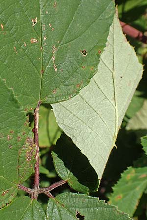 Rubus radula \ Raspel-Brombeere / File-Stemmed Bramble, D Eggenstein-Leopoldshafen 18.8.2019