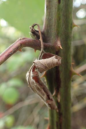 Rubus gracilis \ Haarstngelige Brombeere / Gracile Bramble, D Rheinstetten-Silberstreifen 18.8.2019