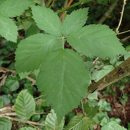 Rubus grabowskii \ Grabowskis Brombeere / Grabowski's Bramble, D Pfinztal-Berghausen 20.8.2019