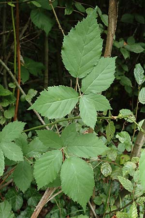 Rubus grabowskii \ Grabowskis Brombeere / Grabowski's Bramble, D Pfinztal-Berghausen 20.8.2019