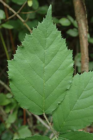 Rubus grabowskii / Grabowski's Bramble, D Pfinztal-Berghausen 20.8.2019