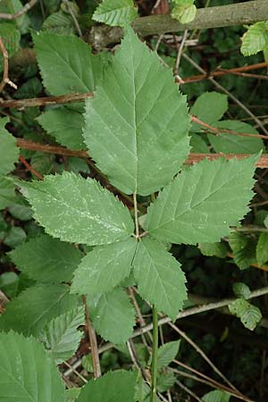 Rubus grabowskii \ Grabowskis Brombeere / Grabowski's Bramble, D Pfinztal-Berghausen 20.8.2019