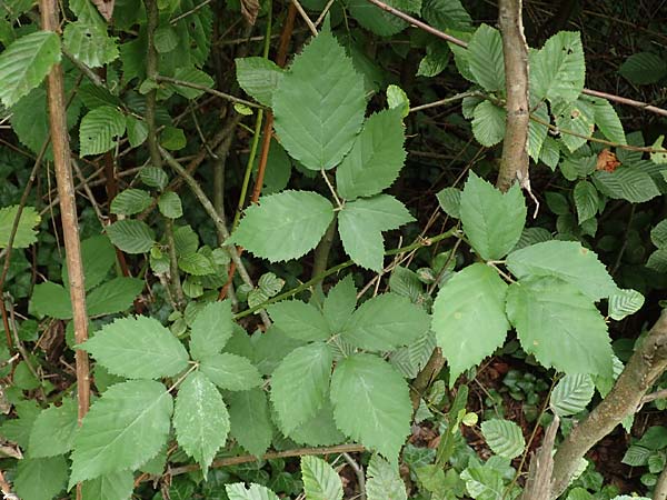 Rubus grabowskii / Grabowski's Bramble, D Pfinztal-Berghausen 20.8.2019