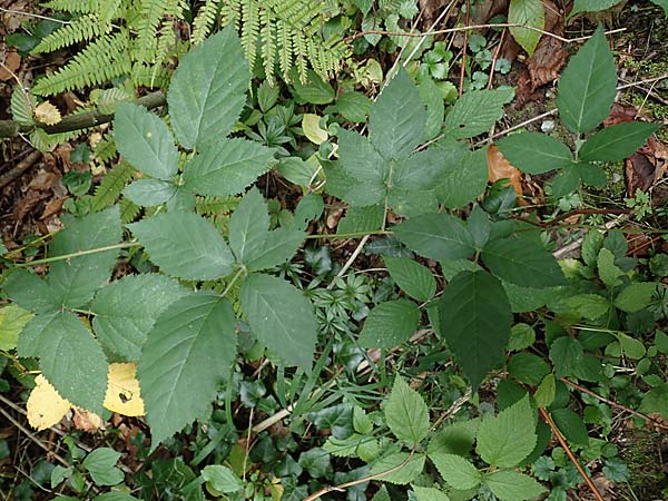 Rubus grabowskii / Grabowski's Bramble, D Pfinztal-Berghausen 11.9.2019