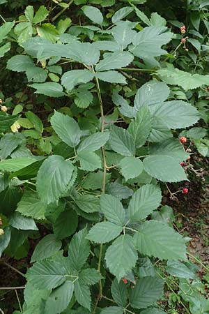 Rubus grabowskii \ Grabowskis Brombeere / Grabowski's Bramble, D Pfinztal-Berghausen 11.9.2019