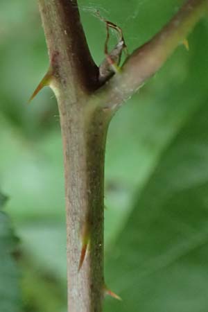 Rubus grabowskii \ Grabowskis Brombeere / Grabowski's Bramble, D Pfinztal-Berghausen 11.9.2019