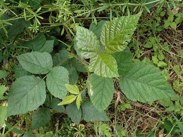 Rubus gothicus \ Gotische Brombeere / Gothic Bramble, D Greifenstein-Holzhausen 22.6.2020