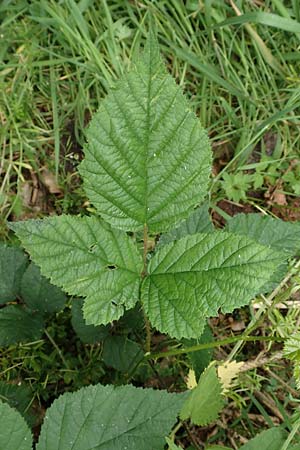 Rubus gothicus / Gothic Bramble, D Greifenstein-Holzhausen 22.6.2020