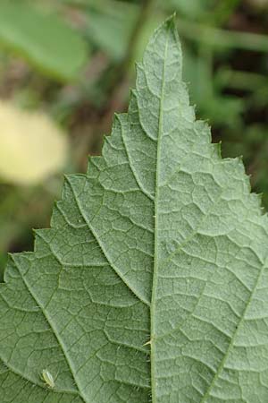 Rubus gothicus \ Gotische Brombeere / Gothic Bramble, D Greifenstein-Holzhausen 22.6.2020