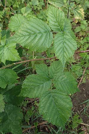 Rubus gothicus / Gothic Bramble, D Hohenahr-Hohensolms 22.6.2020