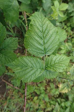 Rubus gothicus / Gothic Bramble, D Hohenahr-Hohensolms 22.6.2020