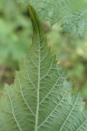 Rubus gothicus / Gothic Bramble, D Hohenahr-Hohensolms 22.6.2020