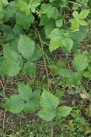 Rubus gothicus / Gothic Bramble, D Hohenahr-Hohensolms 22.6.2020