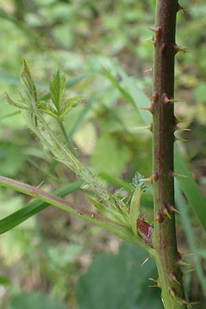 Rubus gothicus \ Gotische Brombeere / Gothic Bramble, D Hohenahr-Hohensolms 22.6.2020