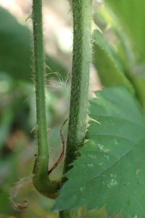 Rubus grabowskii \ Grabowskis Brombeere / Grabowski's Bramble, D Biebertal-Fellingshausen 22.6.2020