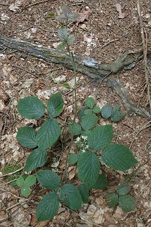 Rubus hercynicus ? / Harz Bramble, D Biebertal-Fellingshausen 22.6.2020