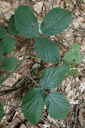 Rubus hercynicus ? \ Harzer Brombeere / Harz Bramble, D Biebertal-Fellingshausen 22.6.2020