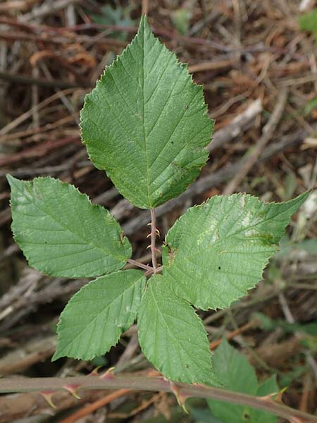 Rubus spina-curva ? / Chalky Bramble, D Bochum 9.9.2020