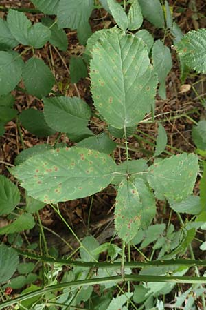 Rubus geniculatus \ Gekniete Brombeere / Kneed Bramble, D Bochum 9.9.2020