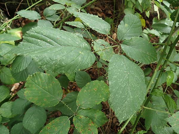 Rubus geniculatus \ Gekniete Brombeere / Kneed Bramble, D Bochum 9.9.2020