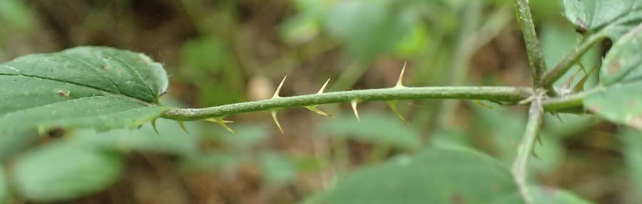 Rubus geniculatus \ Gekniete Brombeere / Kneed Bramble, D Bochum 9.9.2020