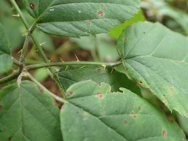 Rubus geniculatus \ Gekniete Brombeere, D Bochum 9.9.2020