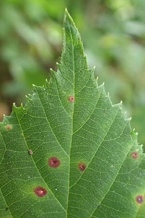 Rubus geniculatus \ Gekniete Brombeere, D Bochum 9.9.2020