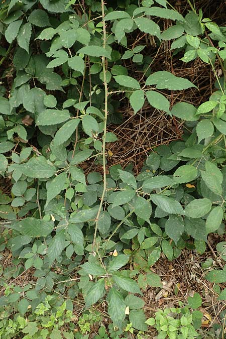 Rubus geniculatus \ Gekniete Brombeere / Kneed Bramble, D Bochum 9.9.2020