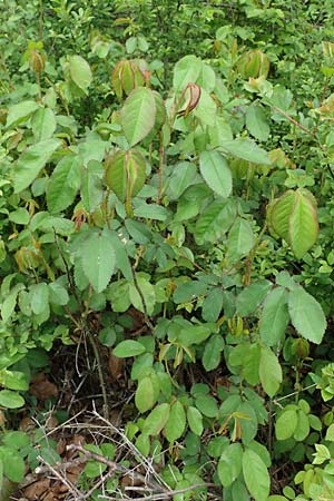 Rosa gallica \ Essig-Rose, Franzsische Rose / French Rose, Apothecary's Rose, D Höpfingen 20.5.2023