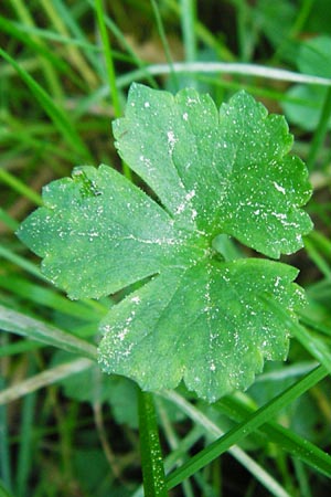 Ranunculus hevellus \ Rathenower Gold-Hahnenfu / Rathenow Goldilocks, D Marktheidenfeld 9.5.2015