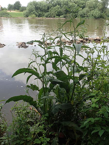 Rumex hydrolapathum / Great Water Dock, D Kleinwallstadt am Main 25.6.2016