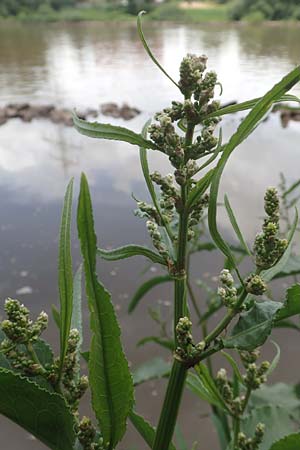 Rumex hydrolapathum \ Flu-Ampfer, Teich-Ampfer / Great Water Dock, D Kleinwallstadt am Main 25.6.2016