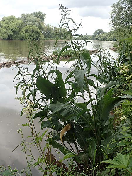 Rumex hydrolapathum \ Flu-Ampfer, Teich-Ampfer / Great Water Dock, D Kleinwallstadt am Main 25.6.2016