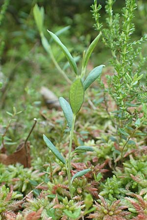 Andromeda polifolia \ Rosmarin-Heide / Bog Rosemary, D Pfronten 28.6.2016