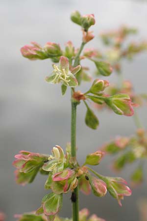 Rumex hydrolapathum \ Flu-Ampfer, Teich-Ampfer / Great Water Dock, D Erlenbach am Main 16.7.2016