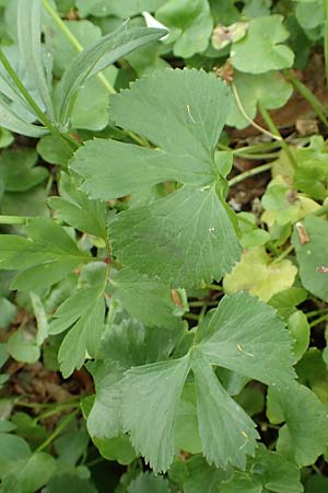 Ranunculus halebardifolius \ Hellebardenblttriger Gold-Hahnenfu, D Dormagen-Delhoven 23.4.2017