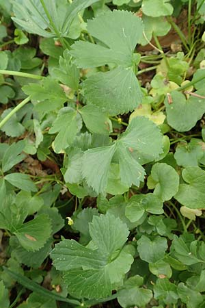 Ranunculus halebardifolius \ Hellebardenblttriger Gold-Hahnenfu / Halberd-Leaved Goldilocks, D Dormagen-Delhoven 23.4.2017