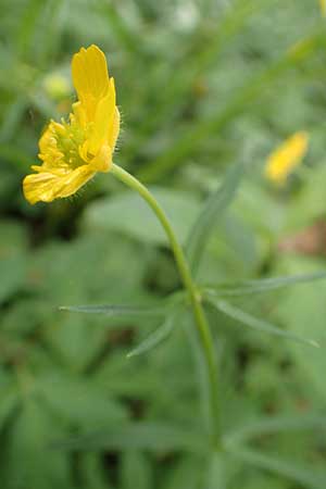 Ranunculus halebardifolius \ Hellebardenblttriger Gold-Hahnenfu, D Dormagen-Delhoven 23.4.2017