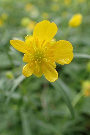 Ranunculus halebardifolius \ Hellebardenblttriger Gold-Hahnenfu / Halberd-Leaved Goldilocks, D Dormagen-Delhoven 23.4.2017